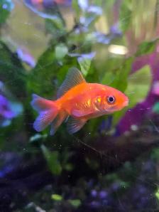 Poissons d'eau froide - Photo 8