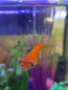 Poissons d'eau froide - Photo 9