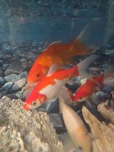 Poissons d'eau froide - Photo 10