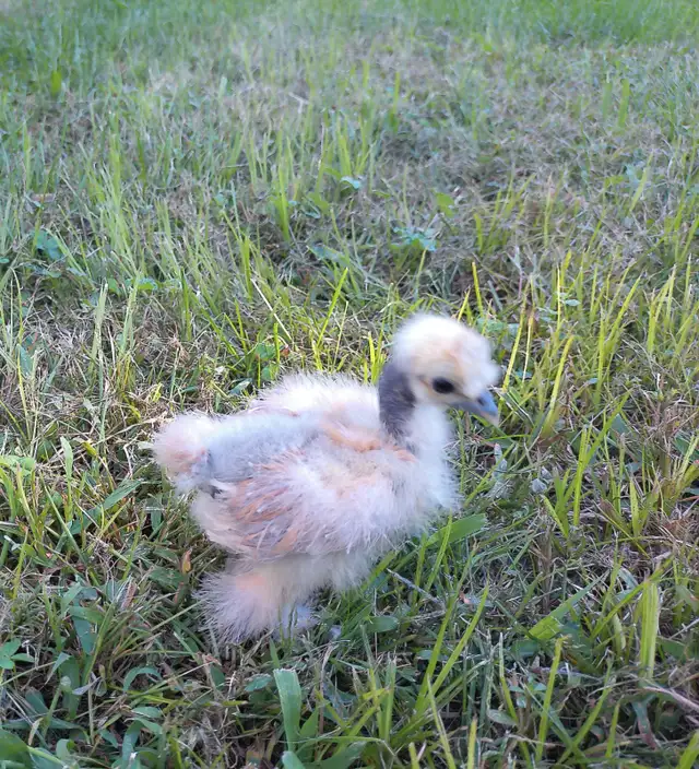 Silkies!!