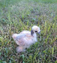 Silkies!!