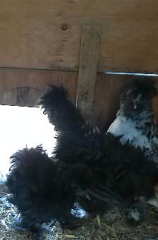 Silkies!! - Photo 2
