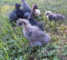 Silkies!! - Photo 3