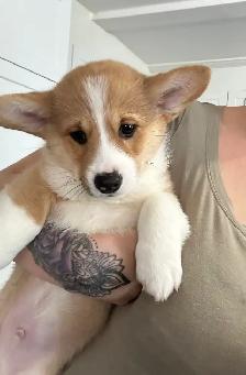 chiot corgi pembroke