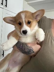 chiot corgi pembroke - Photo 2
