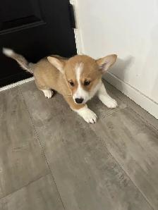chiot corgi pembroke - Photo 3