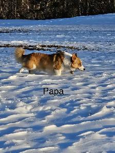 chiot corgi pembroke - Photo 4