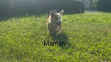 chiot corgi pembroke - Photo 5