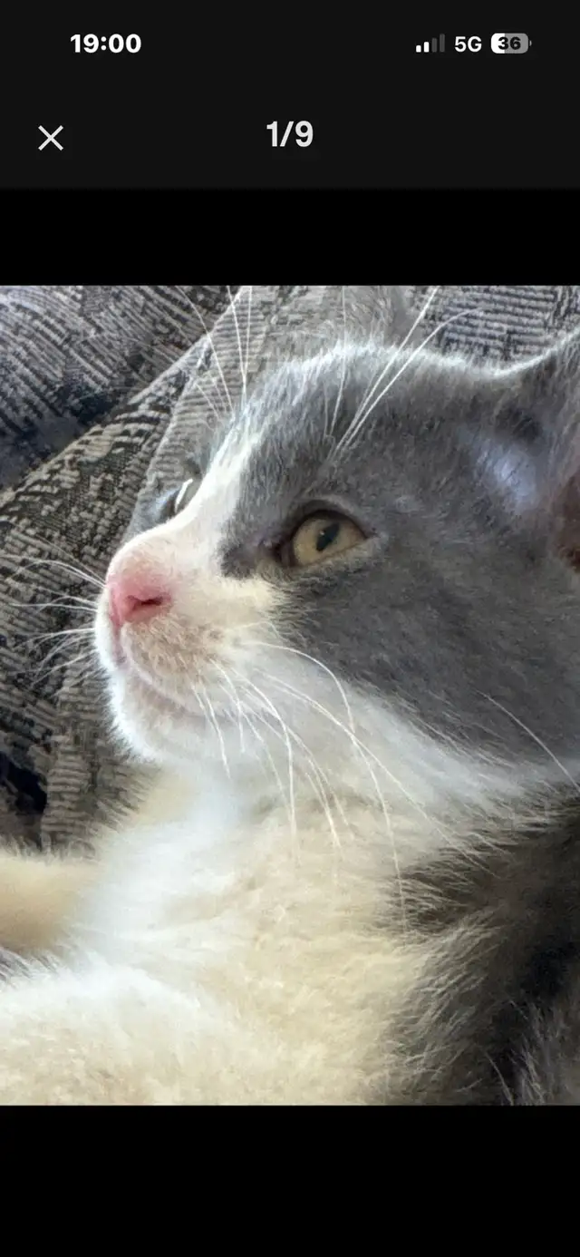 chaton munchkin x  patte courte maman