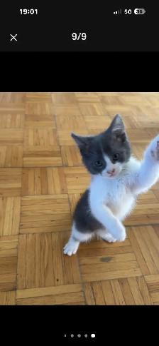 chaton munchkin x  patte courte maman - Photo 2