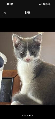 chaton munchkin x  patte courte maman - Photo 3