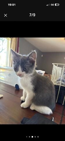 chaton munchkin x  patte courte maman - Photo 4