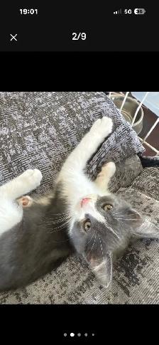chaton munchkin x  patte courte maman - Photo 5