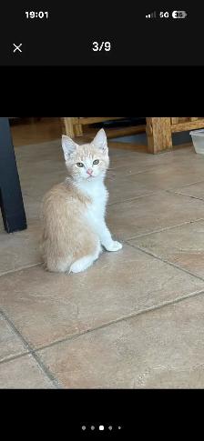 chaton munchkin x  patte courte maman - Photo 6