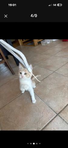chaton munchkin x  patte courte maman - Photo 7