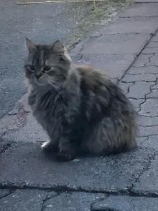 chaton munchkin x  patte courte maman - Photo 9