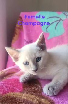 Siamois - Photo 4