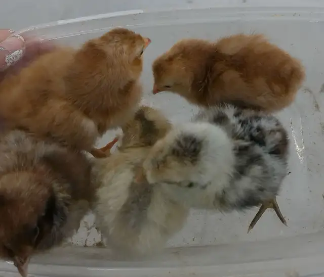 15 chicks left!