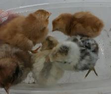 15 chicks left!
