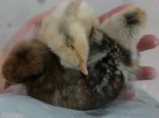15 chicks left! - Photo 2