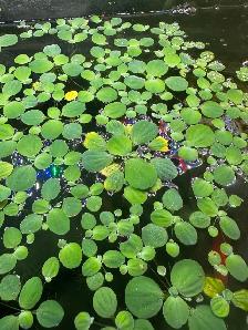 tropical fish