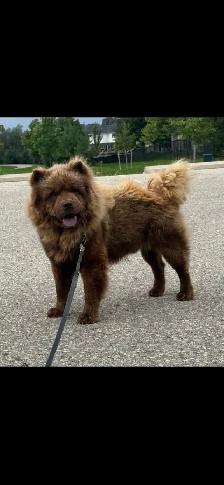 beautiful male chocklate Chow Chow - Photo 2
