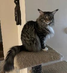 Maine Coon cat