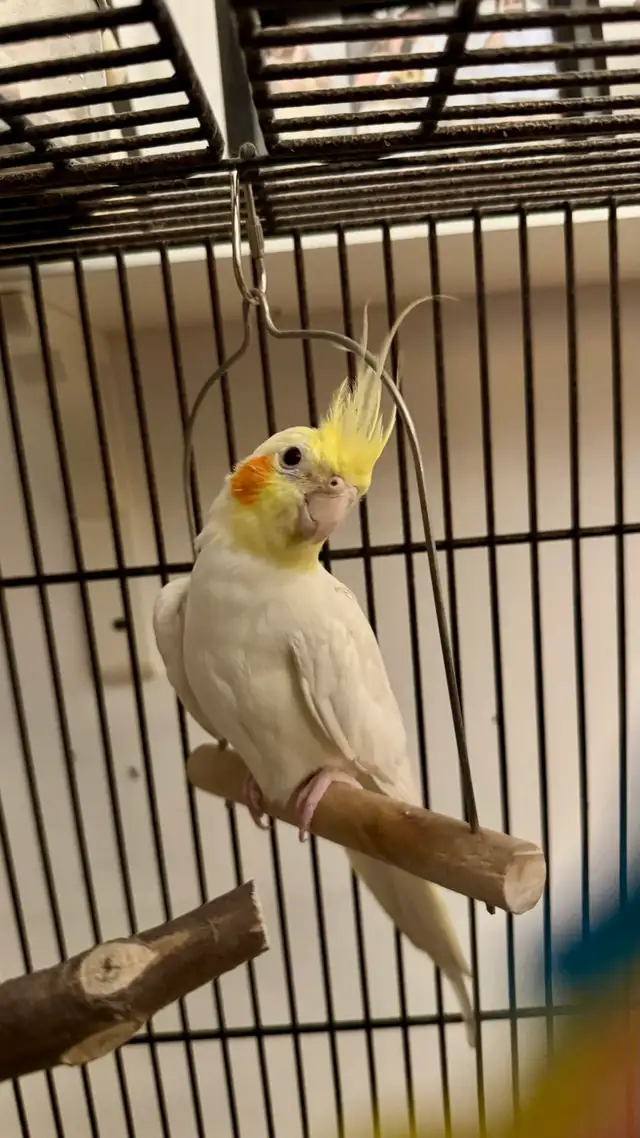 Female Cockatiel