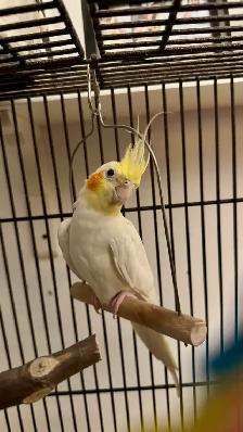 Female Cockatiel
