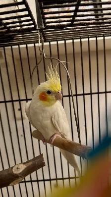 Female Cockatiel - Photo 2