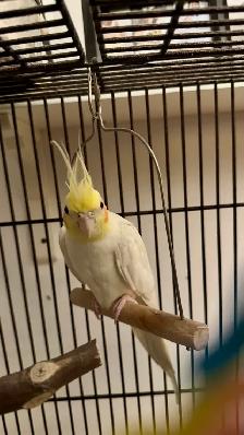 Female Cockatiel - Photo 3