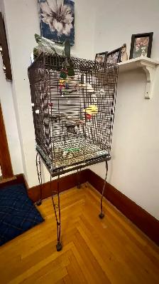 Female Cockatiel - Photo 4