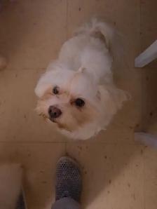 MALTESE PUPPY - Photo 3