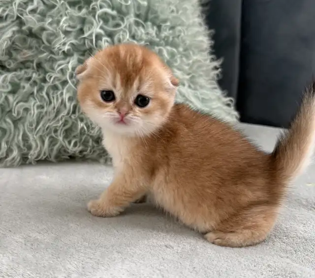 Scottish fold kittens
