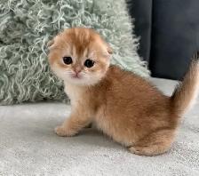 Scottish fold kittens