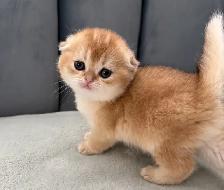 Scottish fold kittens - Photo 2