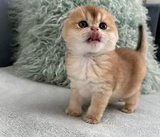 Scottish fold kittens - Photo 3