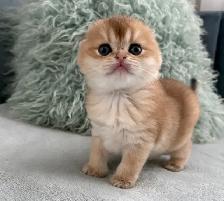 Scottish fold kittens - Photo 4