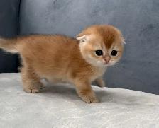 Scottish fold kittens - Photo 5