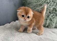 Scottish fold kittens - Photo 6