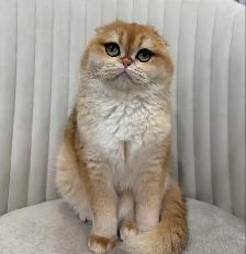 Scottish fold kittens - Photo 7