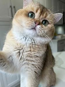 Scottish fold kittens - Photo 8
