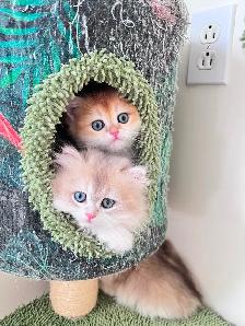 TICA British Kittens/Two Longhair Sisters&Shorthair Brother - Photo 2
