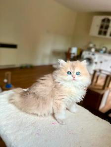 TICA British Kittens/Two Longhair Sisters&Shorthair Brother - Photo 5