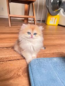 TICA British Kittens/Two Longhair Sisters&Shorthair Brother - Photo 8