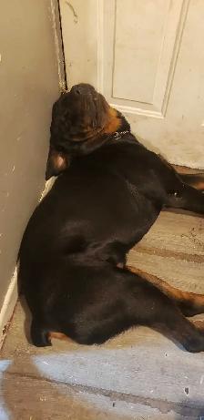 Rottweiler puppies - Photo 2