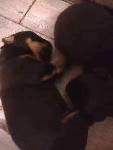 Rottweiler puppies - Photo 3