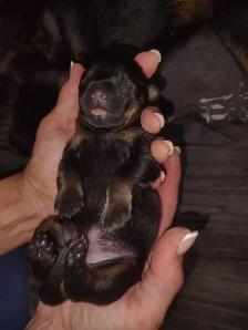 Rottweiler puppies - Photo 4