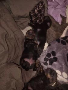 Rottweiler puppies - Photo 5