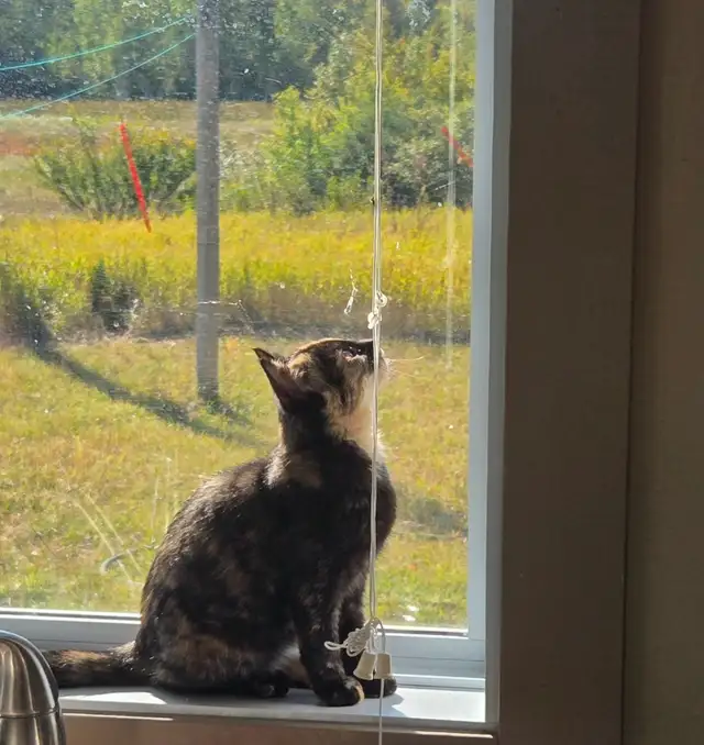 Kitten to rehome